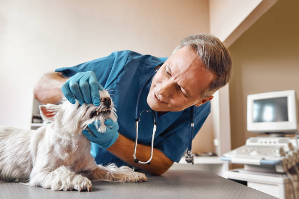 Best Holiday Emergency Dentist in Magnolia, TX